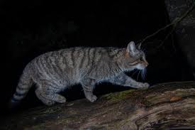 Attēlu rezultāti vaicājumam “Felis silvestris catus adult”