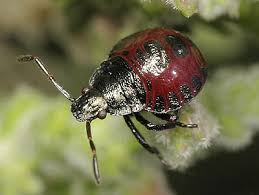 Attēlu rezultāti vaicājumam “Picromerus bidens”