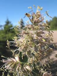 Attēlu rezultāti vaicājumam “Dactylis glomerata subsp. glomerata”