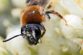 Attēlu rezultāti vaicājumam “Andrena haemorrhoa”