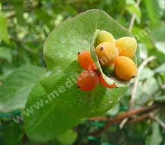 Attēlu rezultāti vaicājumam “Lonicera caprifolium fruit”