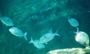 Image result for Polysteganus undulosus
