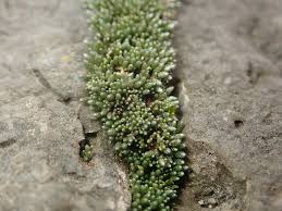 Attēlu rezultāti vaicājumam “Bryum argenteum sporophyte”