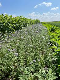 Image result for Phacelia