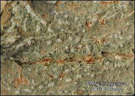 Attēlu rezultāti vaicājumam “Phlyctis agelaea”