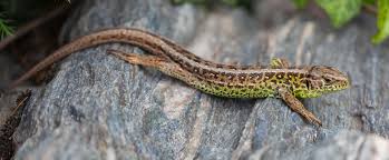 Attēlu rezultāti vaicājumam “Lacerta agilis”