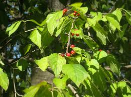 Attēlu rezultāti vaicājumam “Libanotis montana leaf”