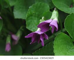 Attēlu rezultāti vaicājumam “Viola riviniana leaf”
