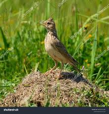 Attēlu rezultāti vaicājumam “Galerida cristata adult”