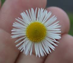 Attēlu rezultāti vaicājumam “Erigeron annuus flower”