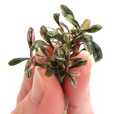 Risultati immagini per bucephalandra pinoh red stem