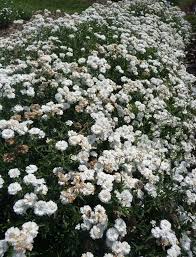 Attēlu rezultāti vaicājumam “Achillea ptarmica flower”