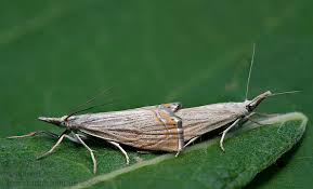 Attēlu rezultāti vaicājumam “Chrysoteuchia culmella”