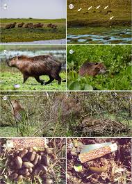 Attēlu rezultāti vaicājumam “Hydrochoerus hydrochaeris”