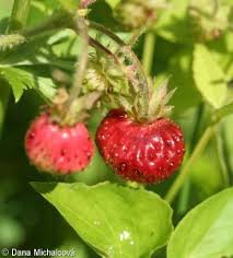 Attēlu rezultāti vaicājumam “Fragaria moschata”