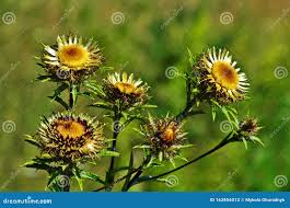 Attēlu rezultāti vaicājumam “Carlina biebersteinii”