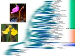 Attēlu rezultāti vaicājumam “Utricularia x neglecta leaf”