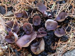 Attēlu rezultāti vaicājumam “Ombrophila violacea spores”