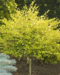 Attēlu rezultāti vaicājumam “Betula nana”