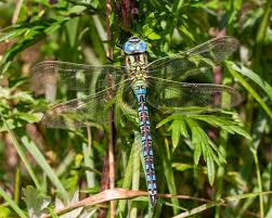 Attēlu rezultāti vaicājumam “Aeshna viridis”
