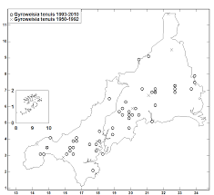 Attēlu rezultāti vaicājumam “Gyroweisia tenuis”