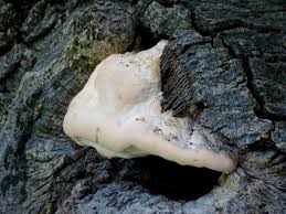 Attēlu rezultāti vaicājumam “Aurantiporus fissilis”