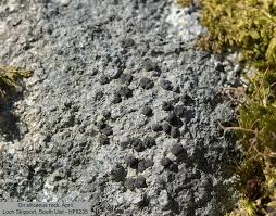 Attēlu rezultāti vaicājumam “Porpidia macrocarpa”