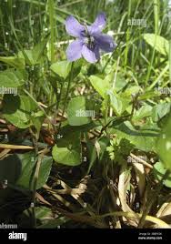 Attēlu rezultāti vaicājumam “Viola canina fruit”