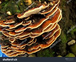 Attēlu rezultāti vaicājumam “Inonotus radiatus”