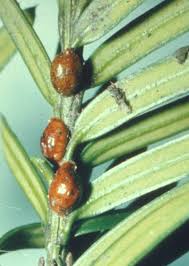 Attēlu rezultāti vaicājumam “Taxus baccata bud”