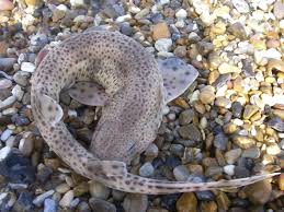 Image result for Scyliorhinus canicula