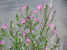 Attēlu rezultāti vaicājumam “Epilobium hirsutum leaf”