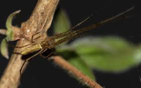 Attēlu rezultāti vaicājumam “Tetragnatha montana”