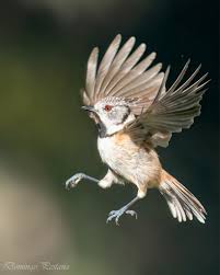 Attēlu rezultāti vaicājumam “Lophophanes cristatus adult”