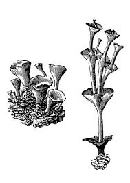 Attēlu rezultāti vaicājumam “Cladonia pyxidata”