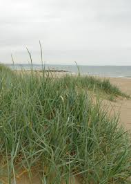 Attēlu rezultāti vaicājumam “Leymus arenarius”