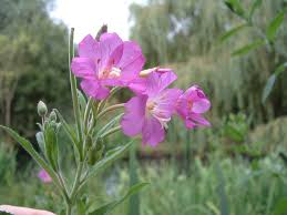 Attēlu rezultāti vaicājumam “Epilobium hirsutum flower”