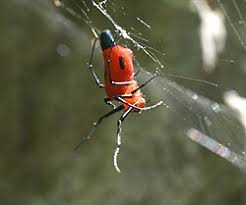 Attēlu rezultāti vaicājumam “Tetragnathidae”