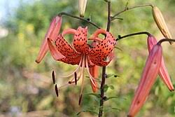 Attēlu rezultāti vaicājumam “Lilium lancifolium”