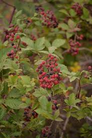 Attēlu rezultāti vaicājumam “Rubus plicatus leaf”