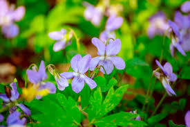 Attēlu rezultāti vaicājumam “Viola reichenbachiana flower”