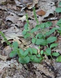 Attēlu rezultāti vaicājumam “Hymenostylium recurvirostrum macro”