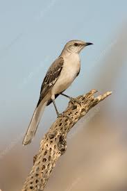 Image result for Mimus polyglottos