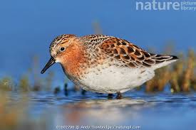 Image result for Calidris ruficollis
