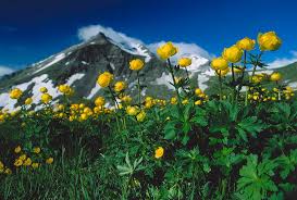 Attēlu rezultāti vaicājumam “Trollius europaeus”