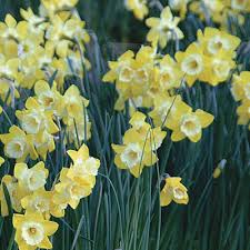 Attēlu rezultāti vaicājumam “Narcissus leaf”