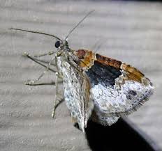 Attēlu rezultāti vaicājumam “Xanthorhoe ferrugata”