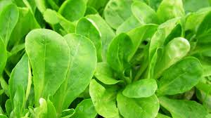 Image result for Feldsalat