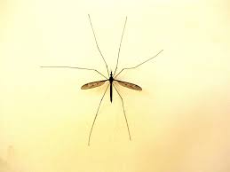 Attēlu rezultāti vaicājumam “Tipulidae”