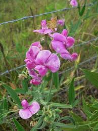 Attēlu rezultāti vaicājumam “Lathyrus latifolius”